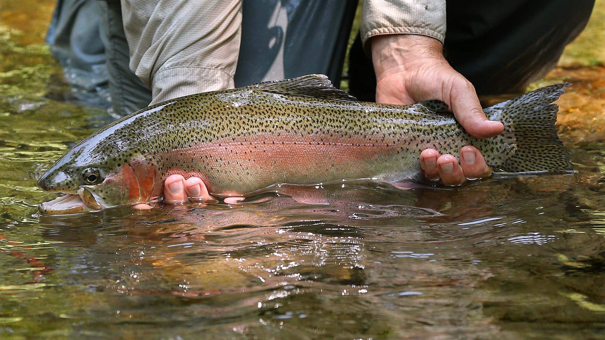 Practicing the art of fly fishing in North