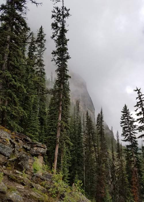 Tall spruce trees on the mountains surrounding Lake Louise. Colin Covert\/Minneapolis Star Tribune\/Tribune News Service