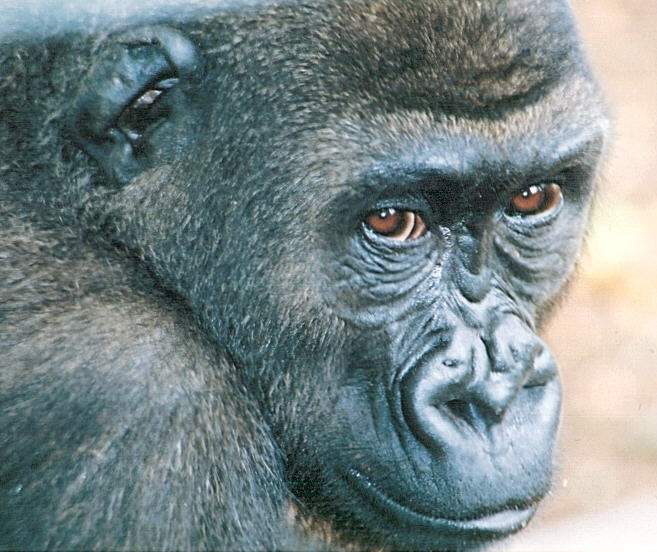 4 year old male gorilla in Cameroon was Michele's first gorilla friend after the loss of Kimba. Contributed.