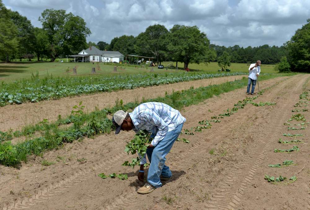 Addis I.  Bugg (front) and his dad Addis L. Bugg (back) plant sweet potatoes on the family farm. Photo: Brant Sanderlin / bsanderlin@ajc.com