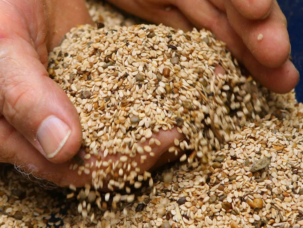 Jimmy Brewer checks sesame seeds that are ready for shipment at his Southland Seed Company in Dudley. Photo: Curtis Compton / ccompton@ajc.com