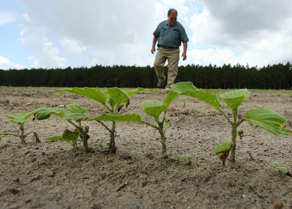 Jimmy Brewer checks on a recently planted crop of sesame at the farm of Wayne Herndon in Hazlehurst. Photo: Curtis Compton / ccompton@ajc.com