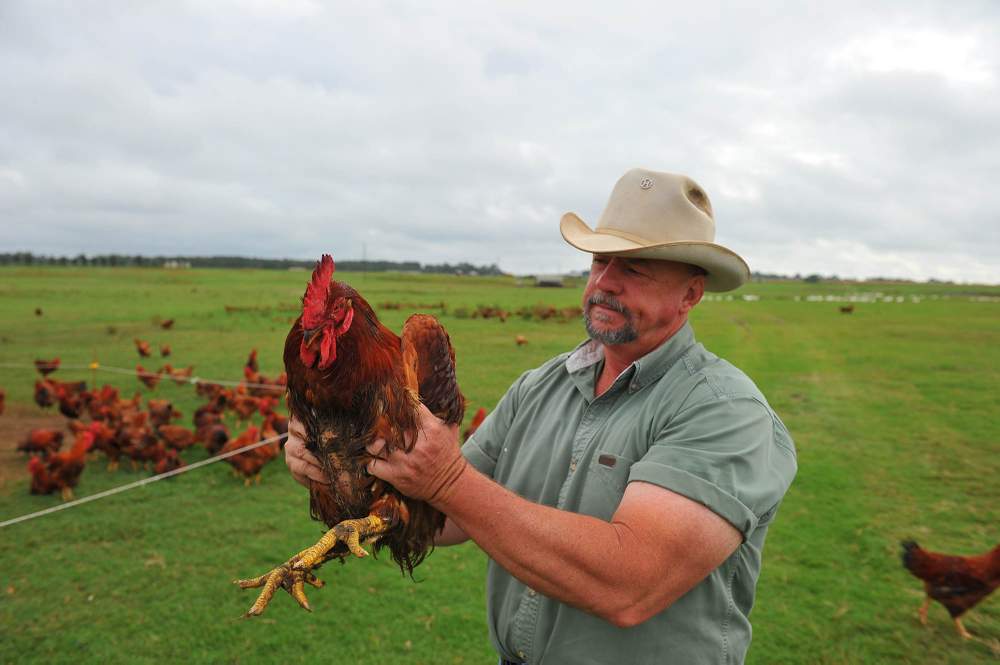 Will Harris inspects one of his chickens on his organic farm, White Oak Pastures,  in Bluffton.Photo: Brant Sanderlin / bsanderlin@ajc.com