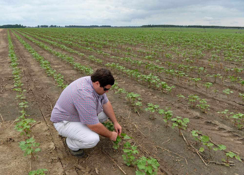 Matt Coley checks a cotton plant in a field he farms with his dad,  Chuck Coley, in Vienna. Brant Sanderlin \/ bsanderlin@ajc.com