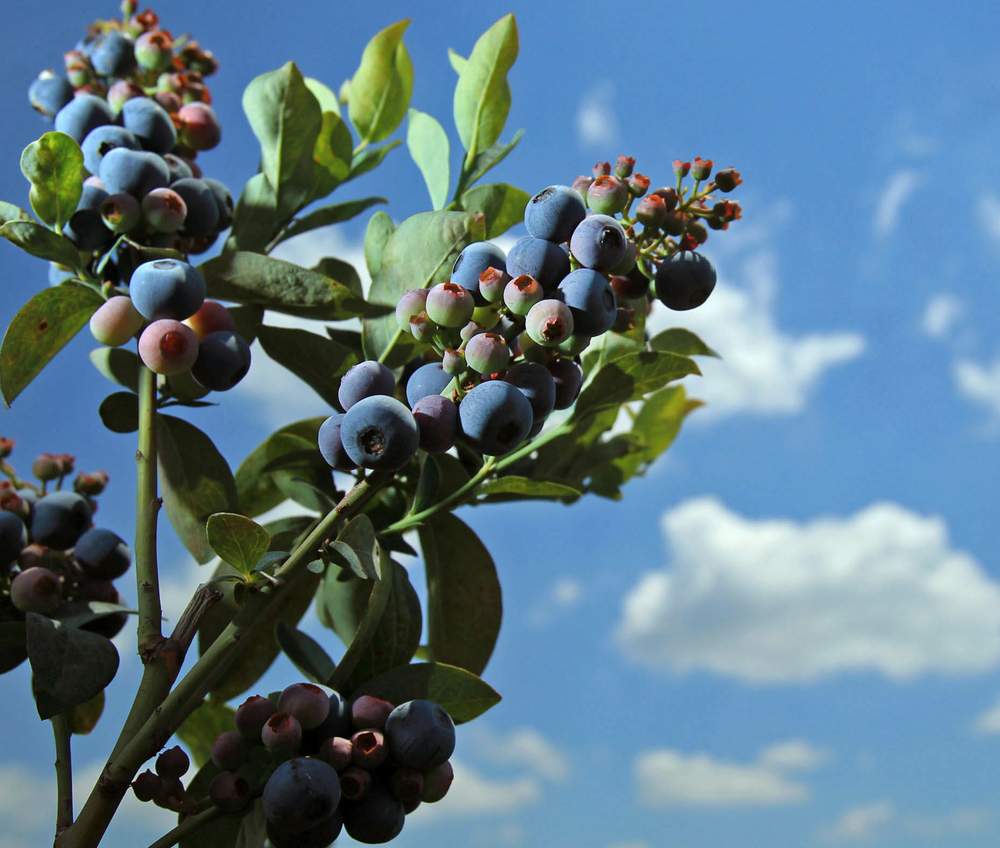 Rabbit Eye Blueberries are shown at the Westbrook Farm at the University of Georgia Griffin Campus. 