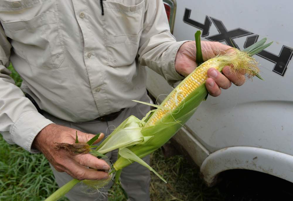 Sweetcorn from the farm of Glenn Cox.   Corn has a high demand for water. Photo: Brant Sanderlin / bsanderlin@ajc.com