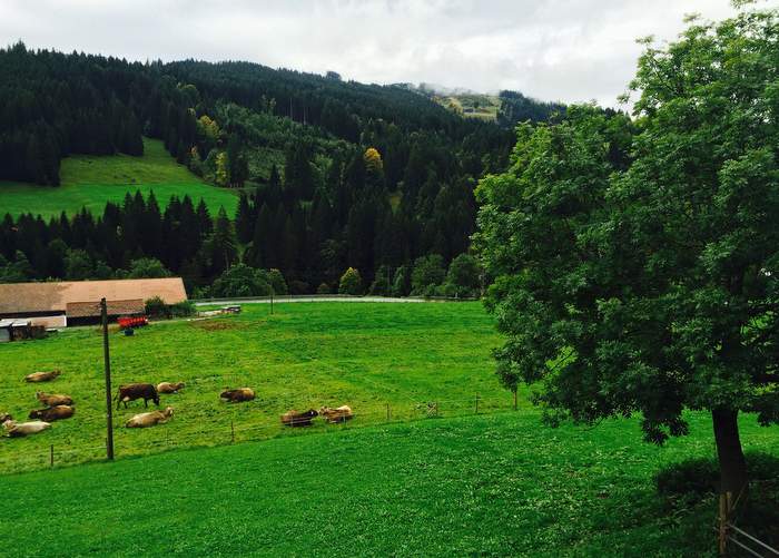 Cows in the hills above Fischen.