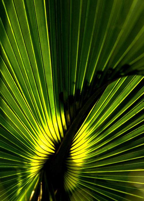 A nearly perfect palm leaf glows from the light of the setting sun along the Main Road of Ossabaw Island.