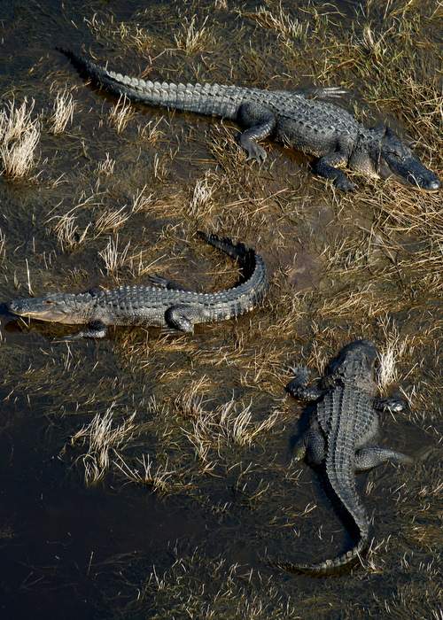 A trio of alligators sun themselves in the marsh of Hell Hole Pond on Ossabaw Island.