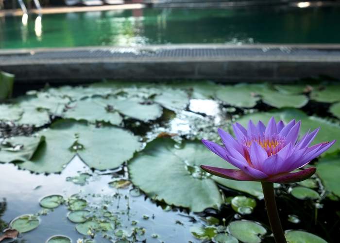 The pool at Jungle Beach Resort in Kuchaveli, Sri Lanka. Photo for The Washington Post by Henry Wismayer