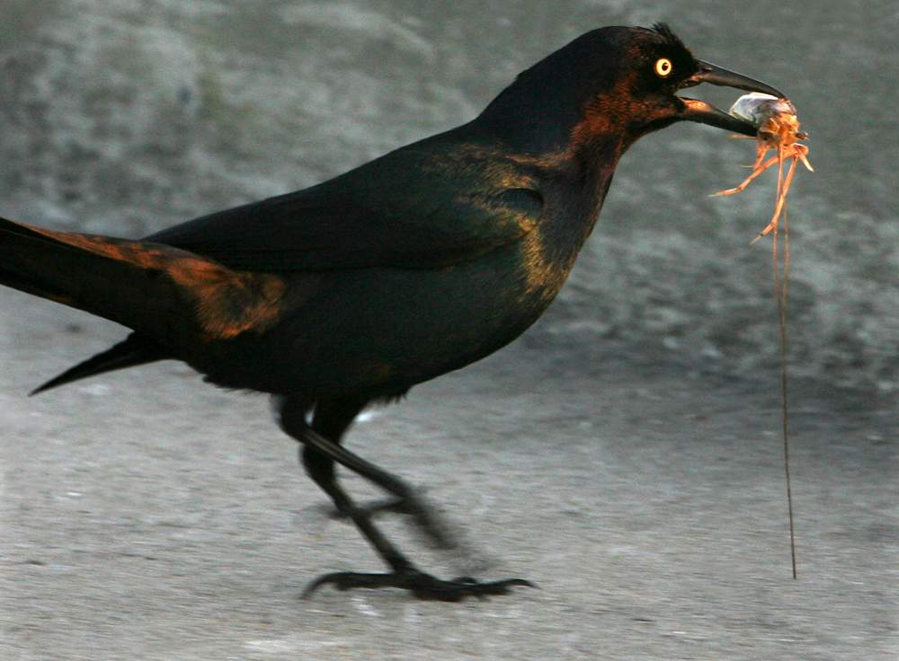 A Boat-tailed Grackle catches a crab for his supper at sunset along the surf at St. Simons Island.