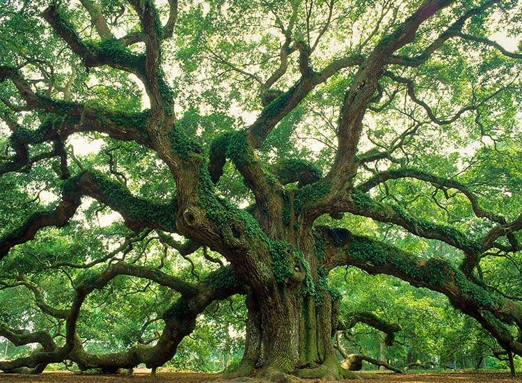 The Angel Oak Tree, out on Johns Island about 12 miles south of Charleston proper, is estimated to be at least 400 to 500 years old. CONTRIBUTED BY DOUG HICKOK \/ CHARLESTON AREA CVB, EXPLORECHARLESTON.COM