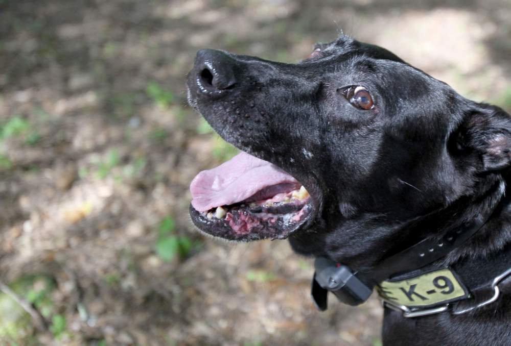 Diesel gives Sgt. Walker a bark of readiness before a drug search.